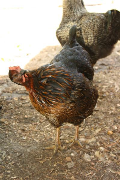 86540_chickens_097_medium.jpg