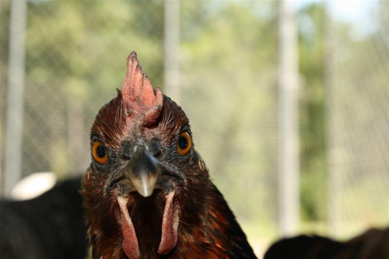 86540_chickens_105_medium.jpg