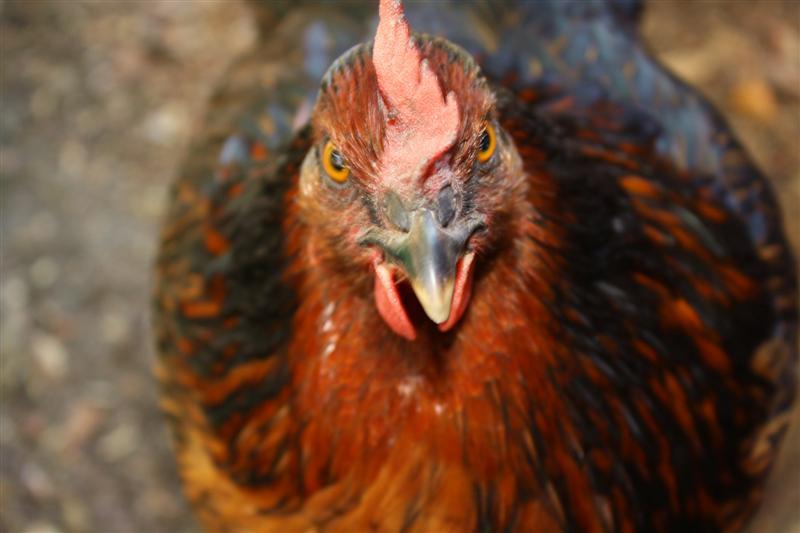 86540_chickens_112_medium.jpg