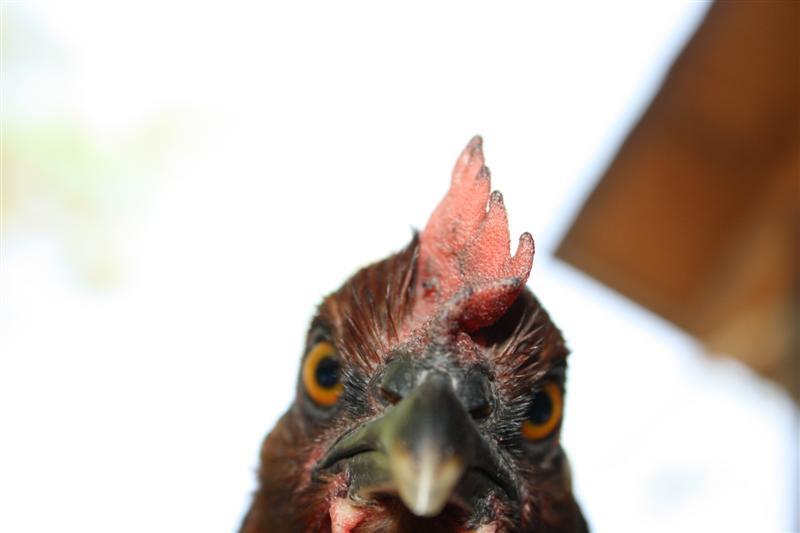 86540_chickens_113_medium.jpg