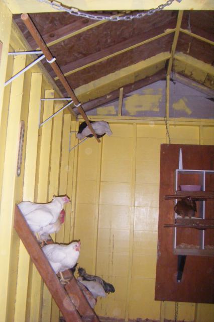 86546_chicken_coop_2.jpg