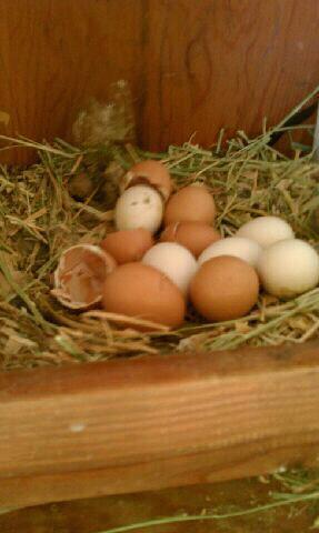 86546_eggs_in_nesting_box.jpg