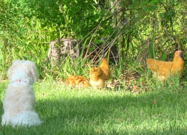 86572_jake_and_chicks_7-17-11.jpg