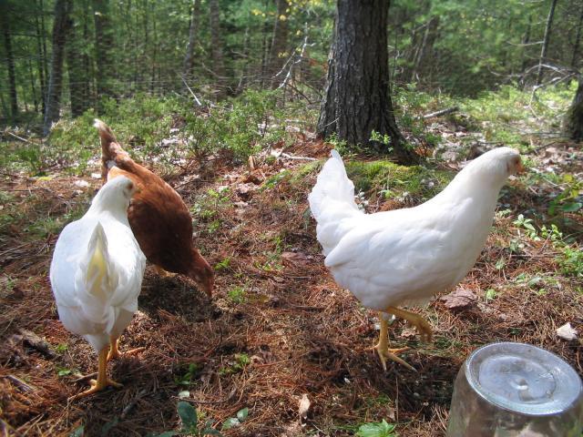 86579_chickens_004.jpg