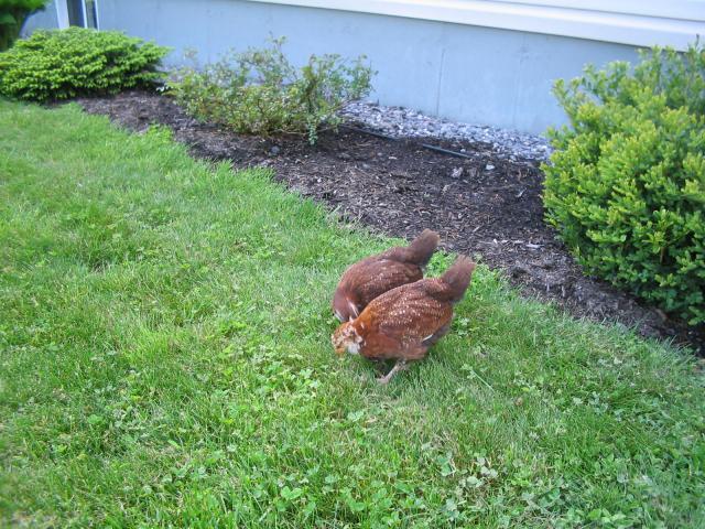 86579_chickens_008.jpg