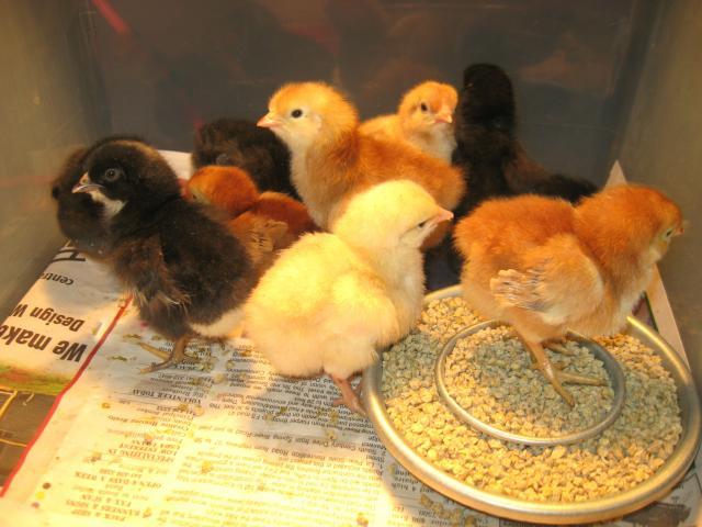 86582_chickens_008.jpg