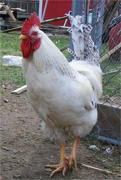 86608_10_month_rooster.jpg