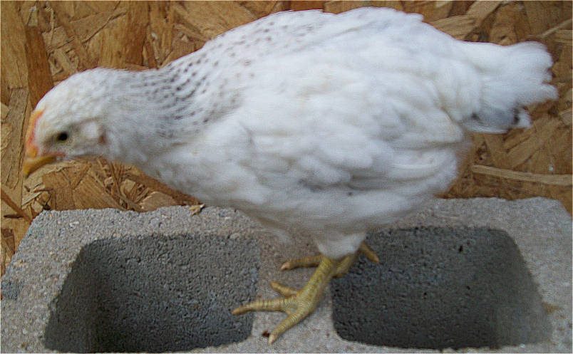 86608_5week_green_leg_hen.jpg