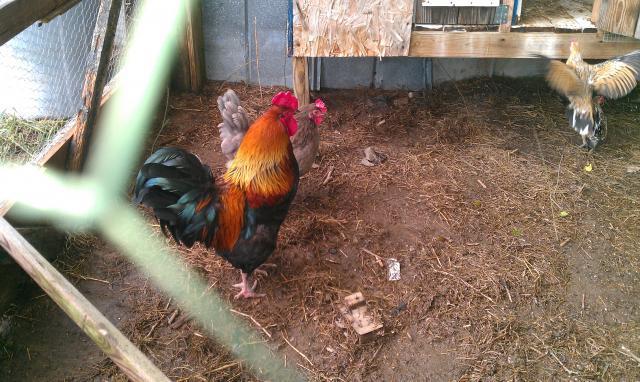 86609_imag0104.jpg