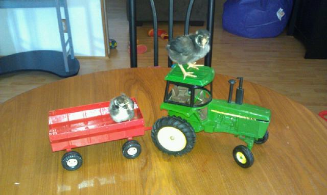 86609_imag0370.jpg