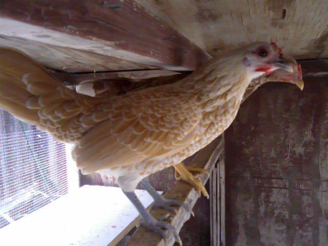 86635_chicken.jpg