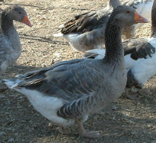 86649_american_blue_gander_2_yr_old.jpg