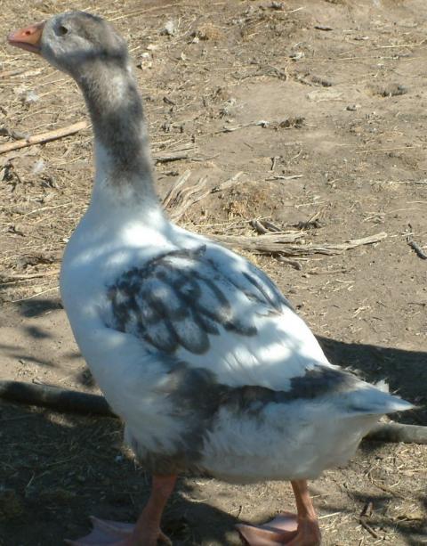 86649_geese_ducks_008.jpg