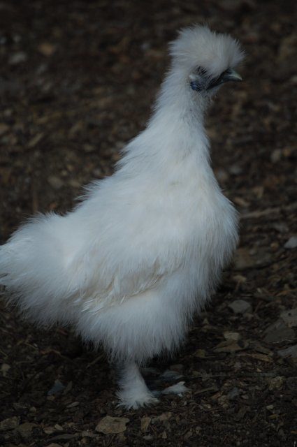 8664_new_chicken_pics_004.jpg