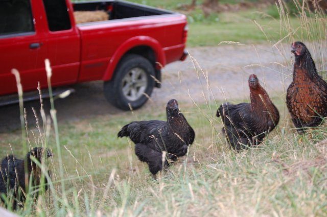 8664_new_chicken_pics_023.jpg