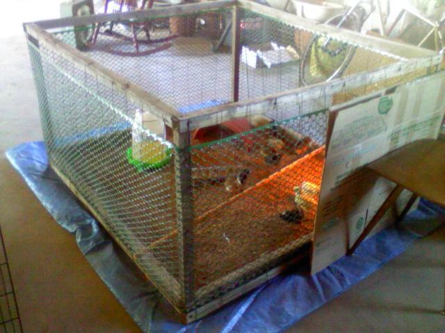 86660_chick-brooder-garage.jpg