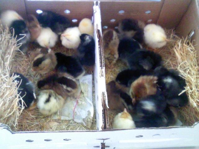 86660_chicks-box.jpg