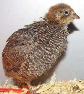 86697_brown_quail_2_wks_sm.jpg