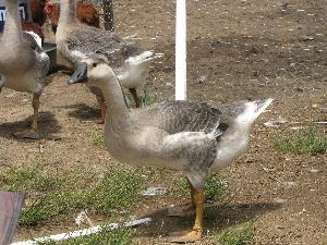 86697_pretty_goose_sm.jpg