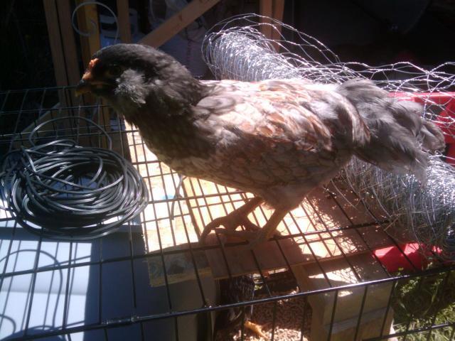 86781_2011-05-11_123657.jpg