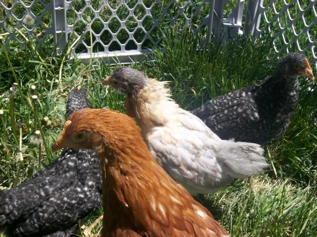 86781_building_the_coop_068.jpg