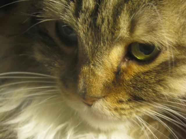 86813_petshowdew.jpg