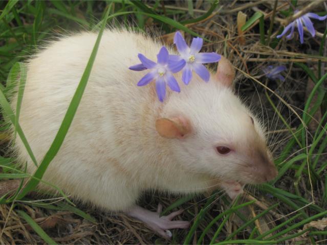 86813_petshowmoby.jpg