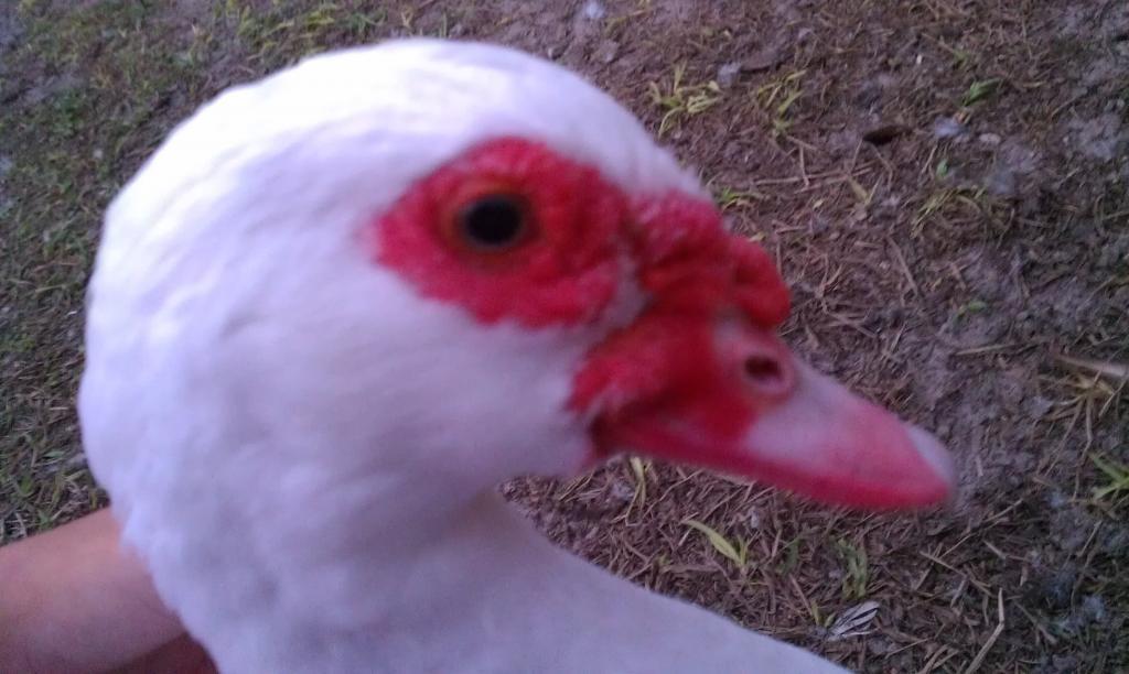 86908_imag0139.jpg