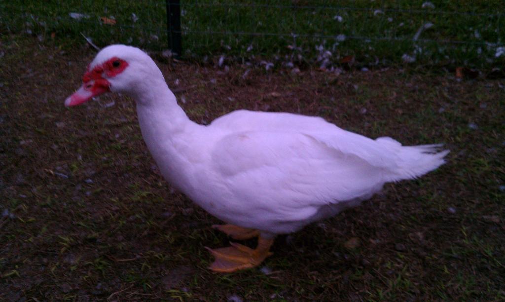 86908_imag0145.jpg