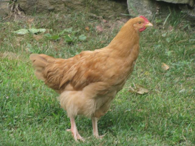 8693_img_4484.jpg