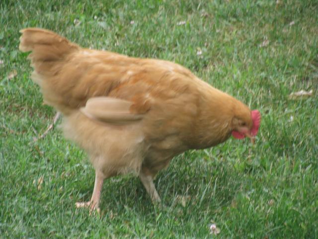 8693_img_4486.jpg