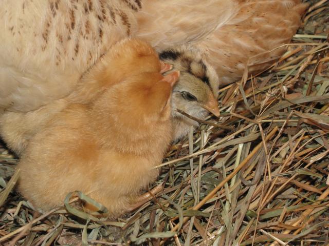 8693_peeps234-4-27-09.jpg