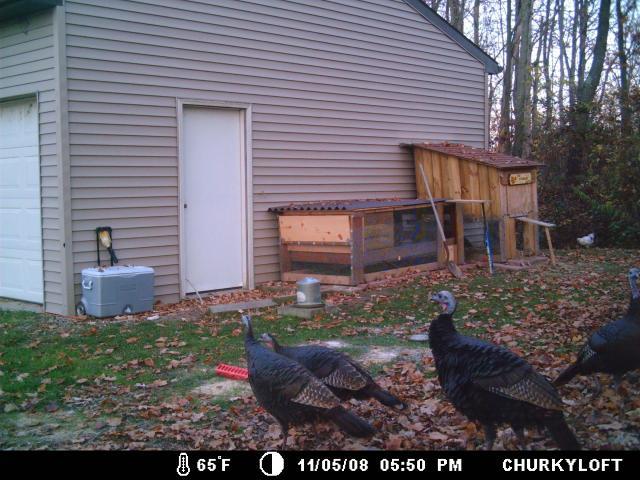 8693_turkeysadult110508.jpg