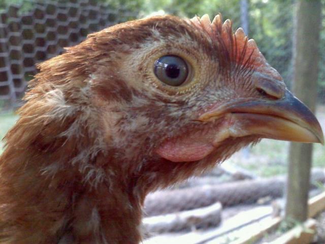 86965_nugget.jpg