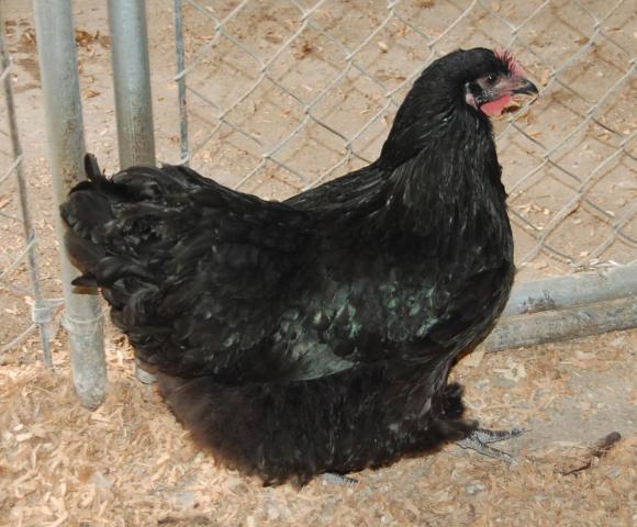 8696_four_month_old_true_black_orp_pullet.jpg