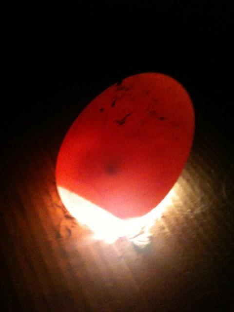 87049_in_his_egg.jpg
