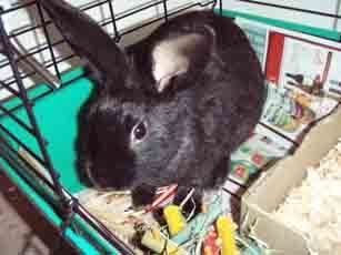 8707_bunny.jpg
