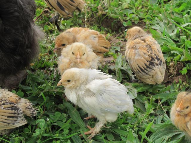 87160_chickens_21229.jpg