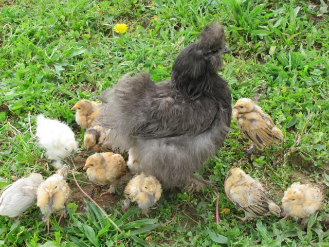 87160_chickens_21230.jpg