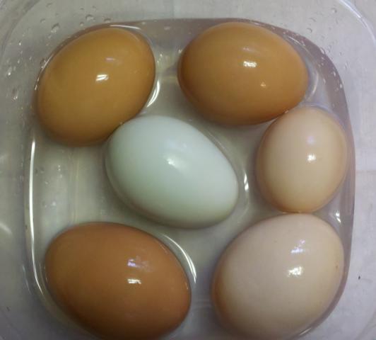 87183_eggs.jpg