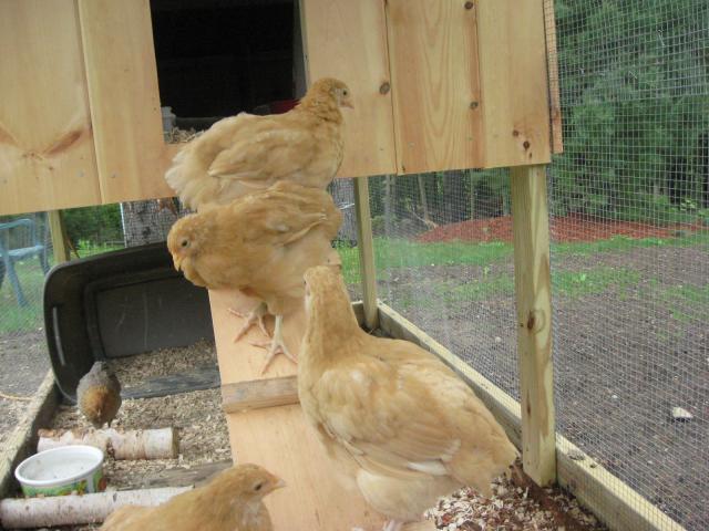 87353_dylan_and_chickens_2011_026.jpg