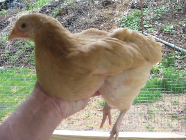 87353_dylan_and_chickens_2011_031.jpg