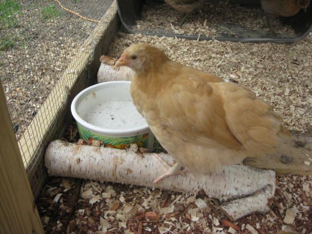 87353_dylan_and_chickens_2011_034.jpg