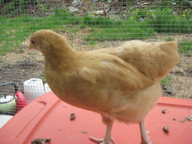 87353_dylan_and_chickens_2011_036.jpg
