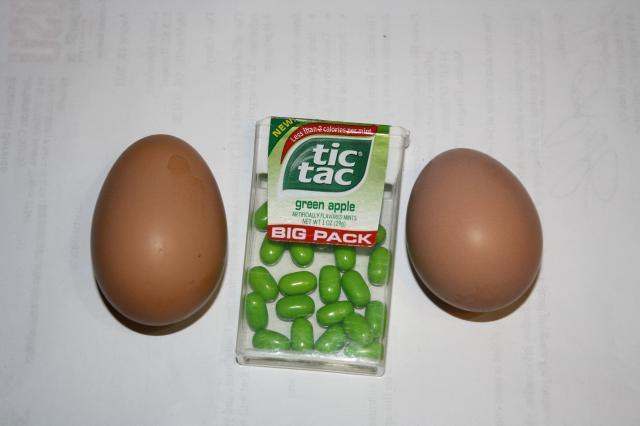 87508_many_things_first_egg_pics_066.jpg