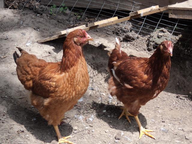 87534_chickens_and_house_6-12-11_011.jpg