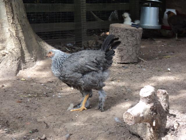 87534_chickens_and_house_6-12-11_027.jpg
