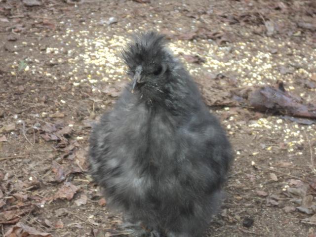 87534_chicks_5-5-11_021.jpg