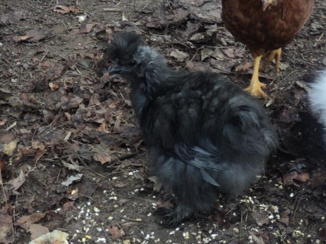 87534_chicks_5-5-11_059.jpg