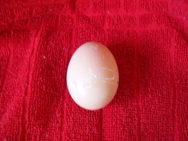 87609_1st_egg.jpg